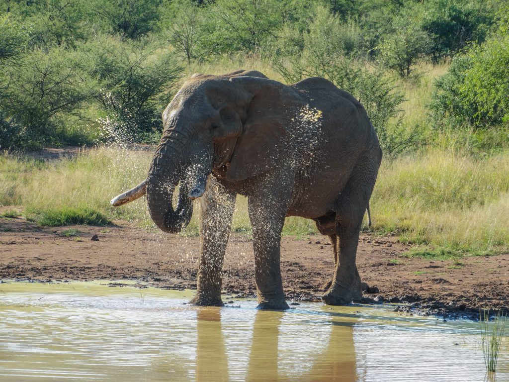 How to choose a South African Safari // Pilanesberg - Morgan Through A Lens